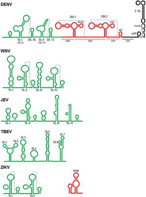 Interactions of host miRNAs in the flavivirus 3´UTR genome: From bioinformatics predictions to practical approaches